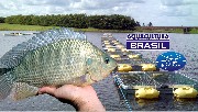 Tilapias alevinos de tilapias peixes