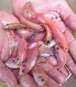 Alevinos de tilapia e peixes 23 especies