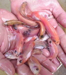 Foto 1 - Alevinos de tilapia e peixes 23 especies