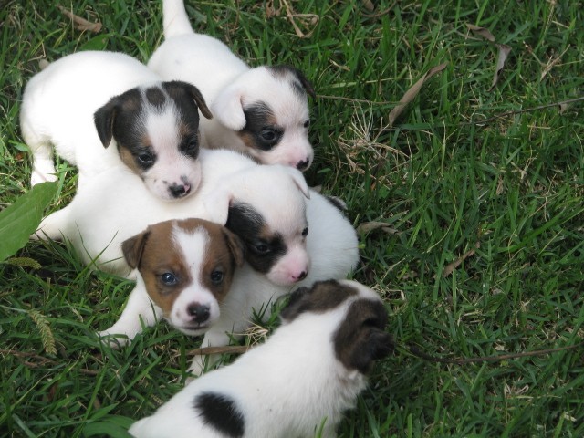 Foto 1 - Jack russell