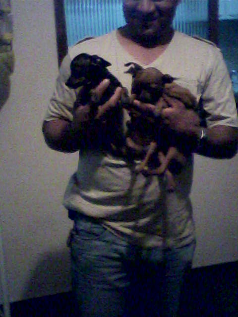 Vendo filhote de pinsher zero com pedigree