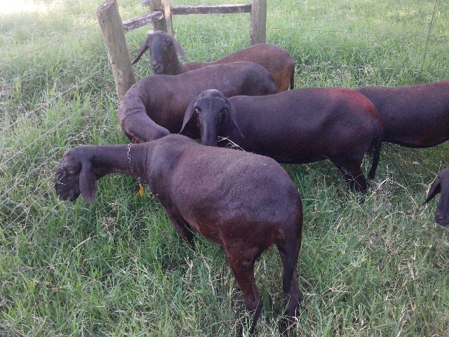 Foto 1 - Ovelhas e carneiros reprodutores e comuns