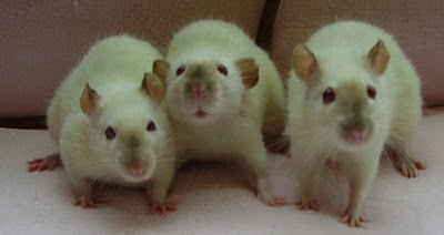 Foto 1 - Roedores Mecol - Twister - Ratos de Laboratorio