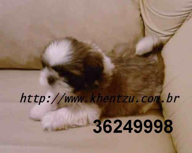 Filhotes de shih tzu no rio de janeiro