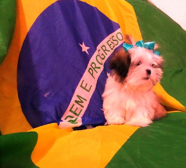 Shih-tzu filhotes