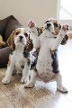 Lindos filhotes de beagle