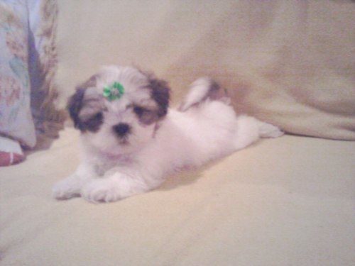 Foto 1 - Lindos filhotes de shih tzu com pedigree