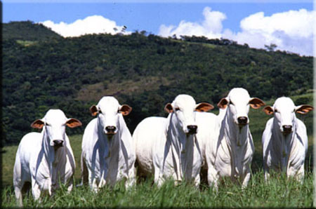 Foto 1 - Compradores de fazendas em todo o brasil
