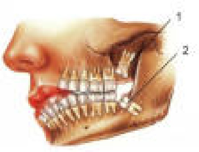 Foto 1 - Estágio para Estudante de Odontologia