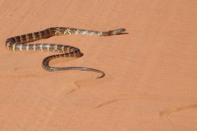 Foto 1 - Produto   para espantar cobras venenosas