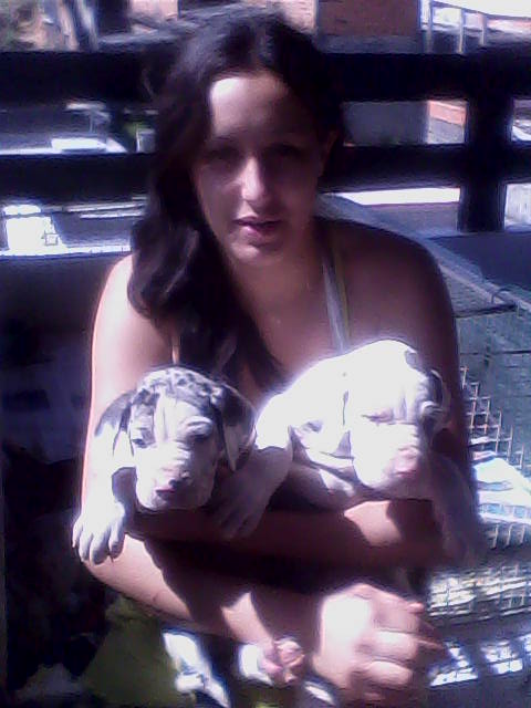 Vendo cães filhotes de dog-alemão com pedigree