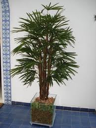 Cachepôs para eventos