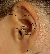 Curso de acupuntura auricular - instituto elo