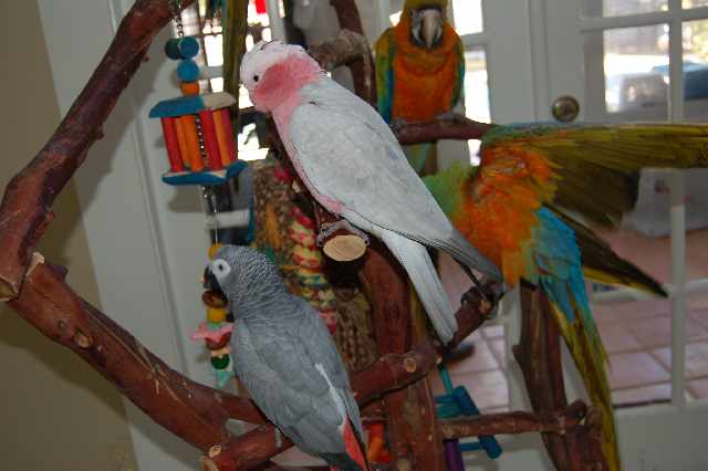 Foto 1 - Papagaios cinzentos africanos e cacatuas