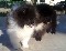 Filhotes spitz alemão anão  /  lúlú da pomerania
